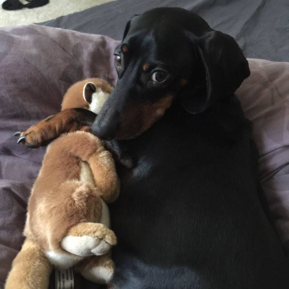 Meet your Posher, Anna